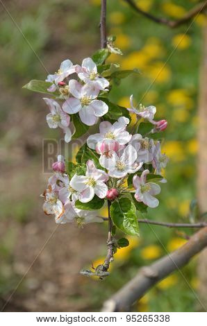 Picture of a Apple tree in blossom. Fruit orchard.