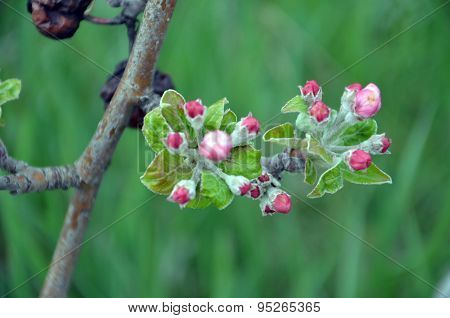 Picture of a Apple tree in blossom. Fruit orchard.