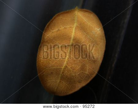 Petite feuille sèche