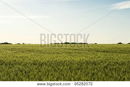 Field Sown Cereals - Wheat