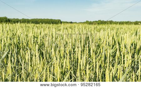 Field Sown Cereals - Wheat