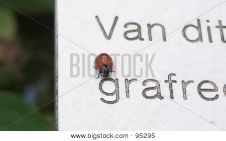 Lieveheersbeestje