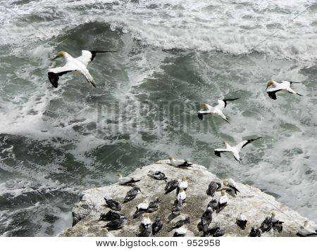 Tölpel im Flug