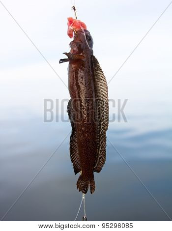 Fishing On The Pacific Ocean