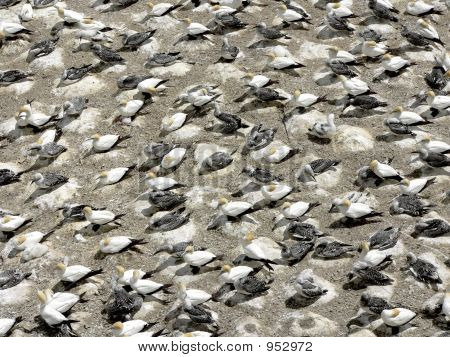 Gannet Colony Ii