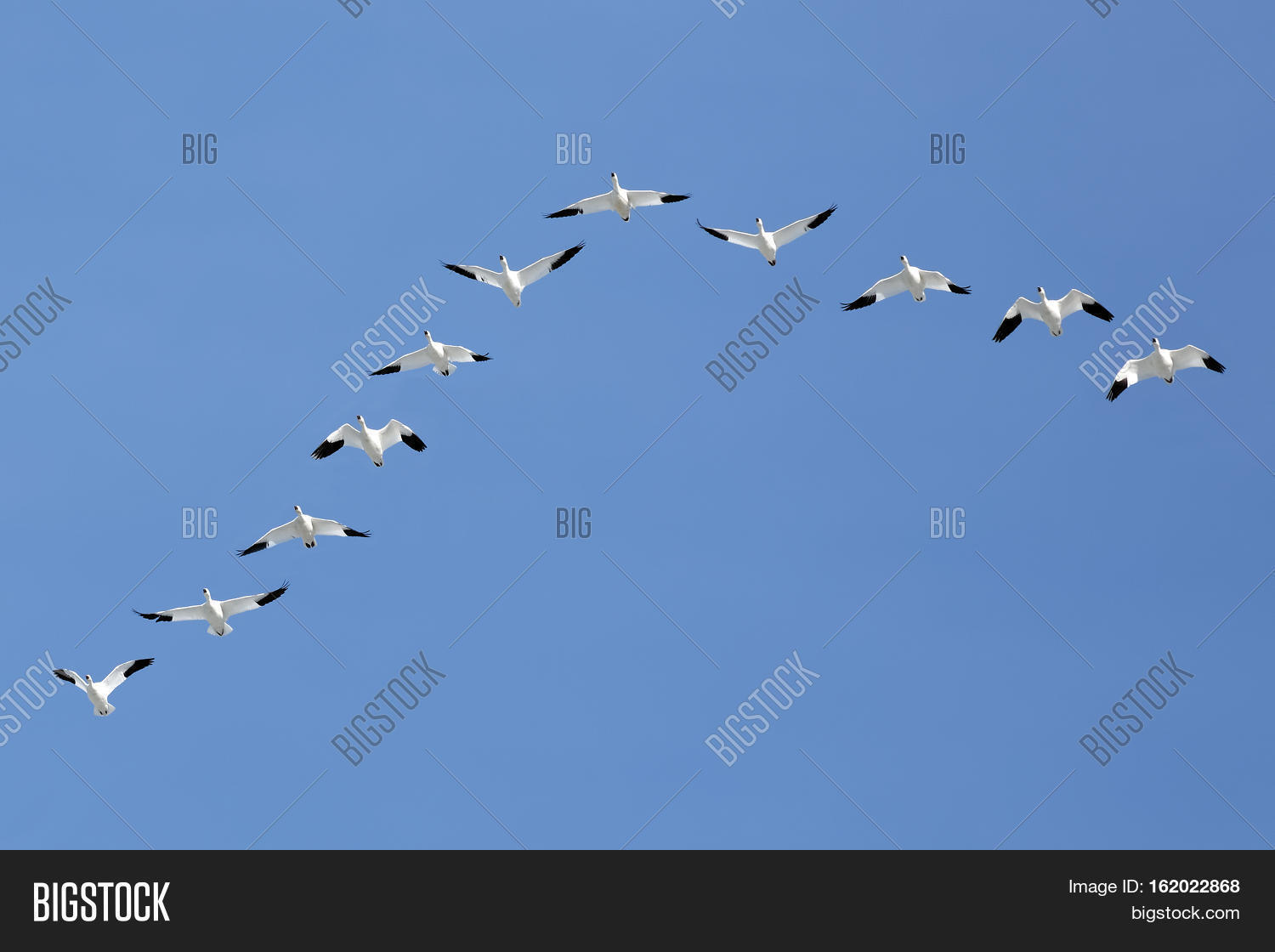 Migrating Snow Geese Image & Photo (Free Trial) Bigstock
