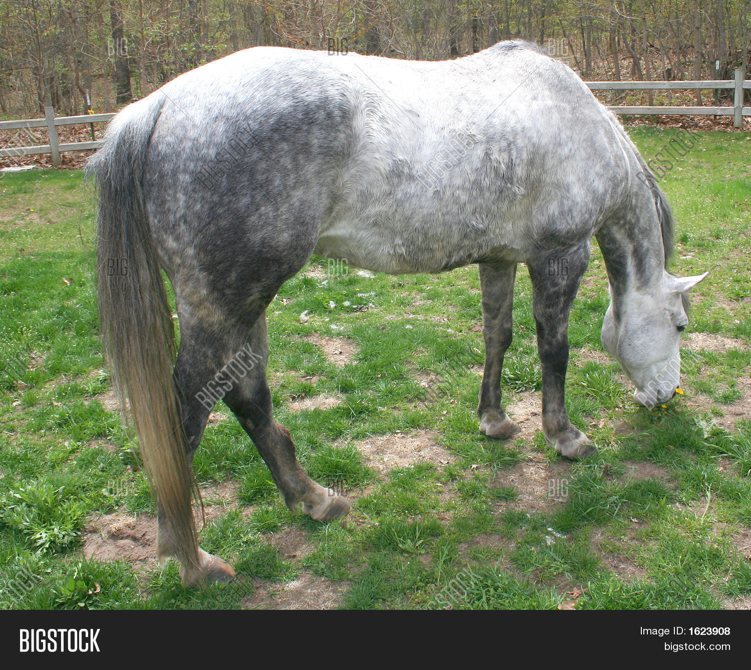 Horse Bending Down Eat Image & Photo (Free Trial) Bigstock