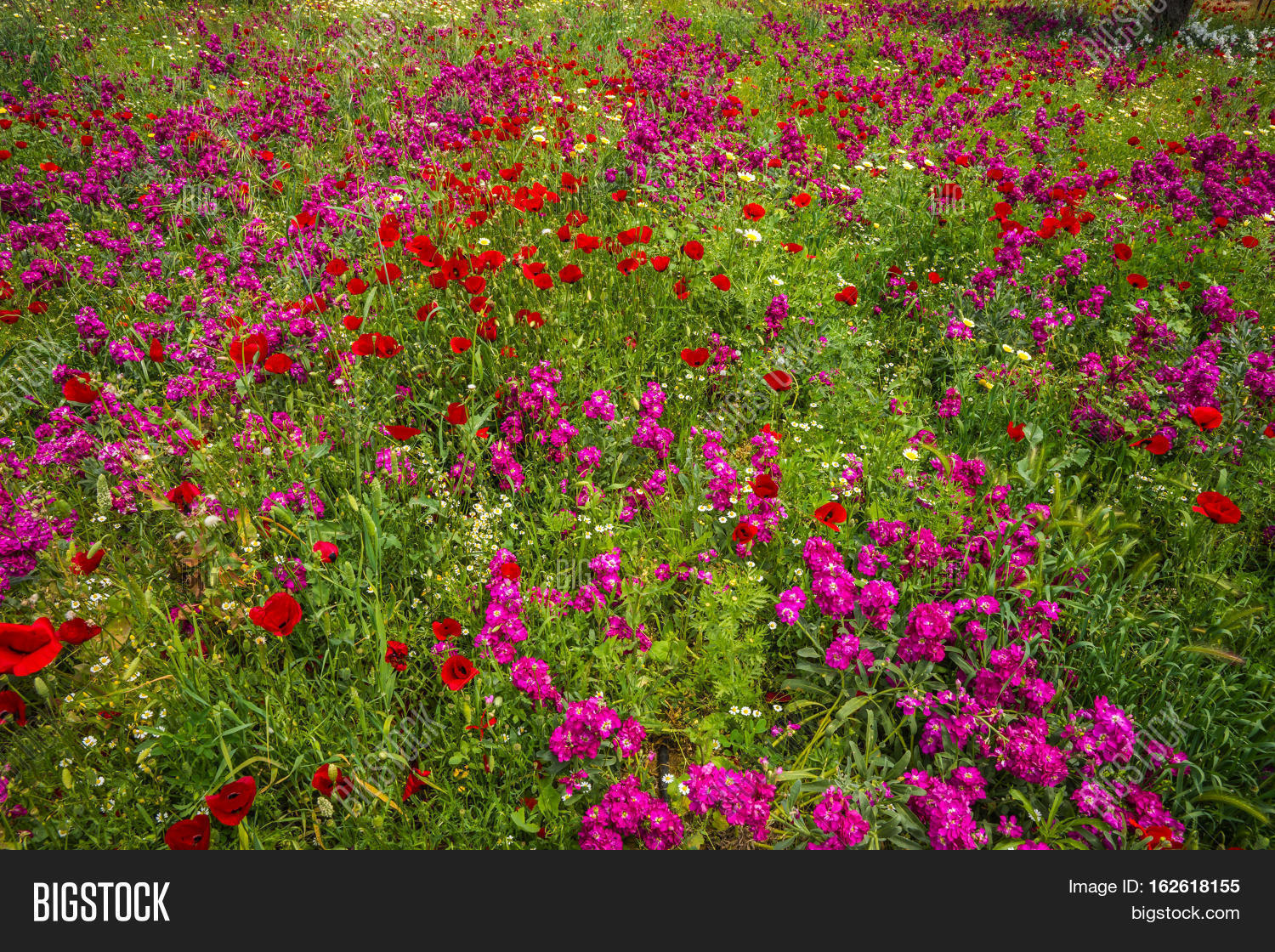 Field Colorful Spring Image & Photo (Free Trial) | Bigstock