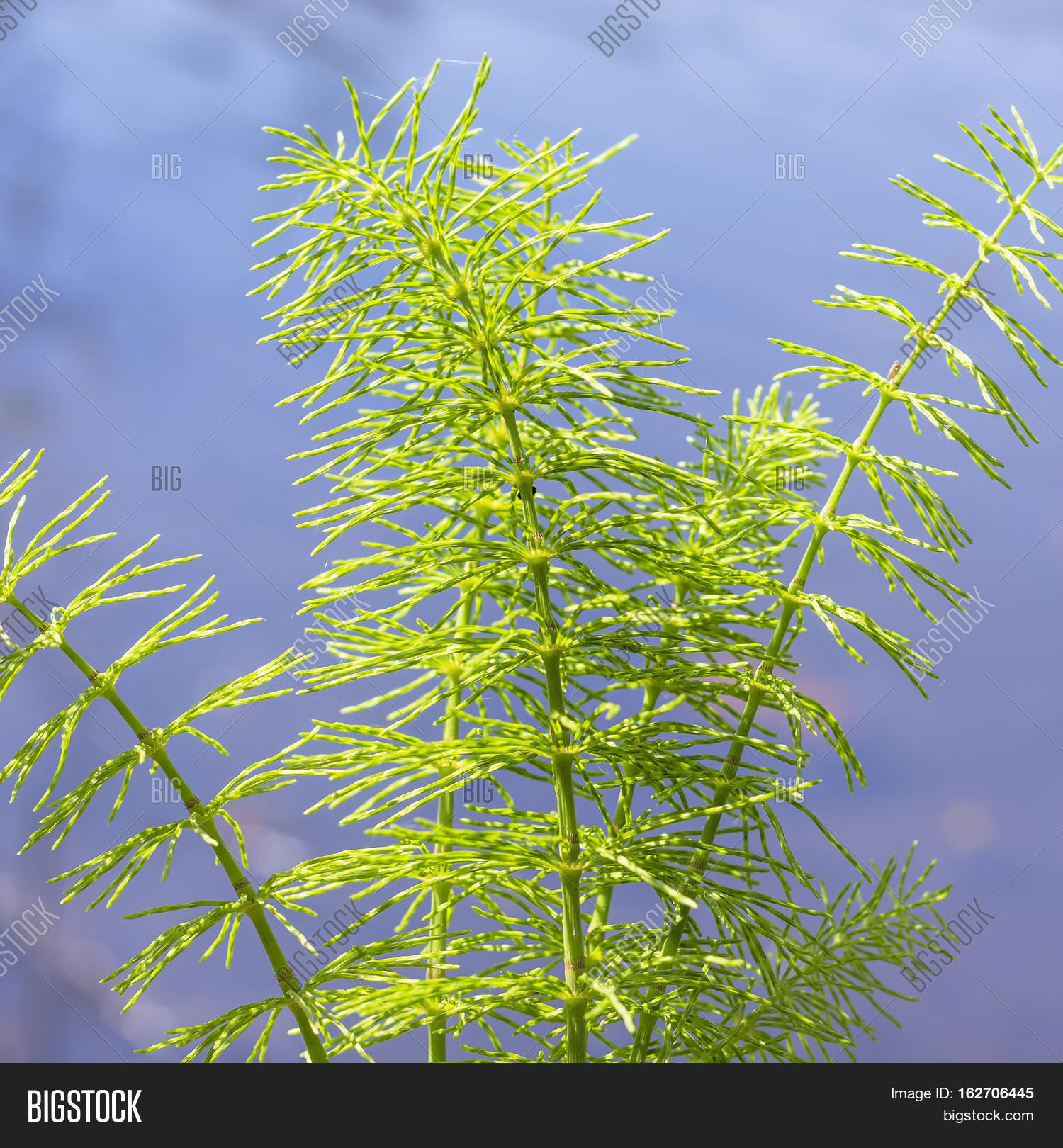 Horsetail_Mama