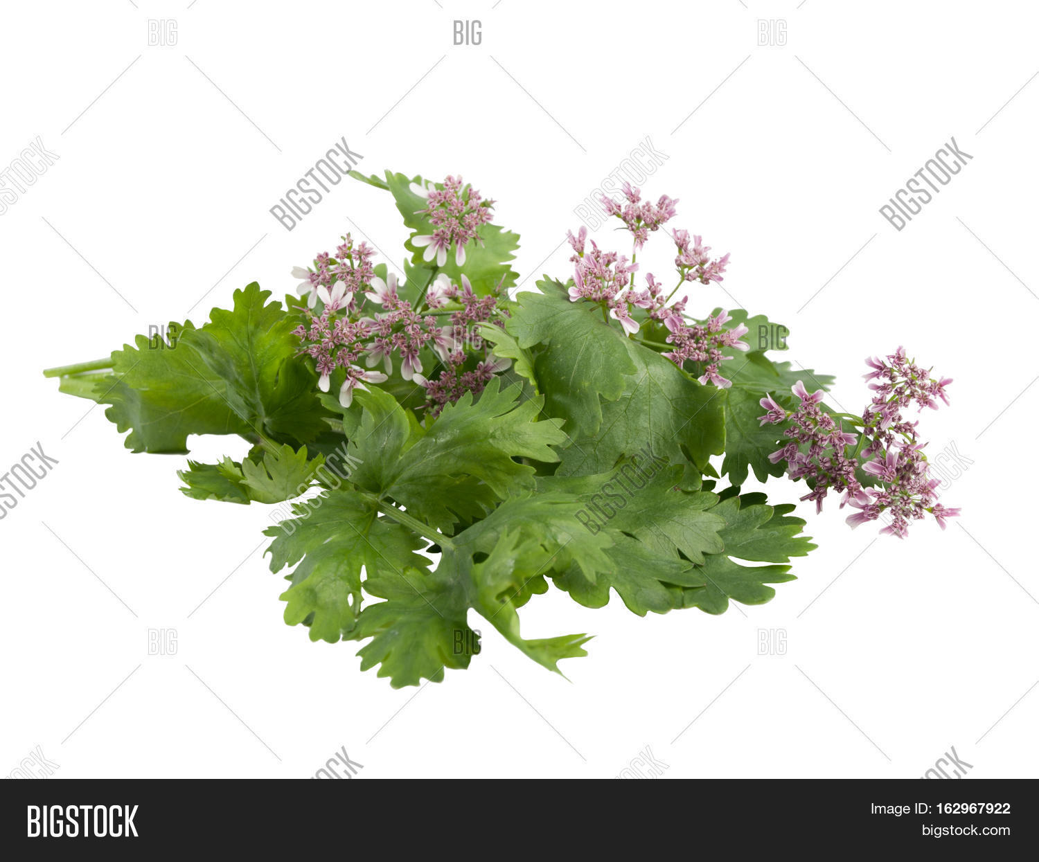 Fresh Green Coriander Image & Photo (Free Trial) Bigstock