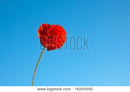 ดอกเมล็ดงาดำ