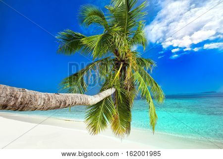 Palm Tree On Tropical Island With Turquoise Clear Water.