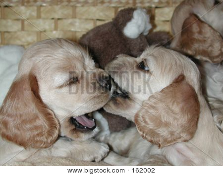 Cocker Spaniels pennut