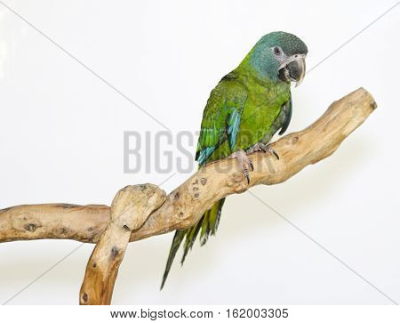 Colorful parrot landed on branch isolated on white Blue-headed macaw