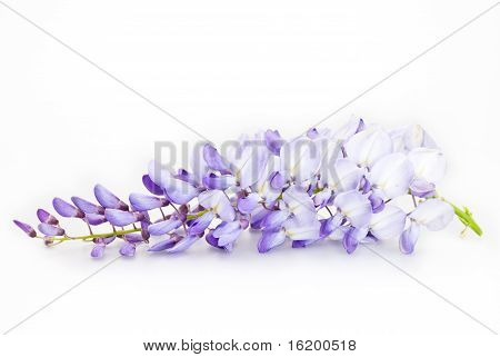 Wisteria aislado en blanco