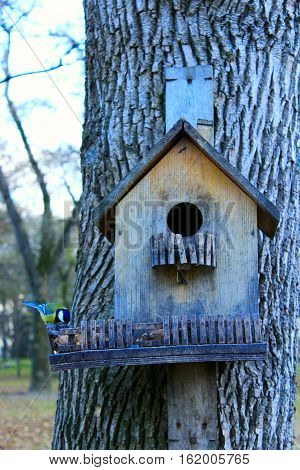 tomtit on the feeding-rack like a small house seeks the birdseed