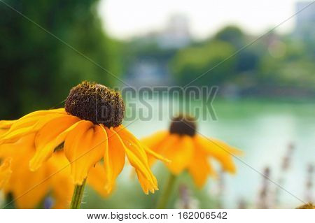xanthous beautiful flower, beautiful photo, photos of flowers.