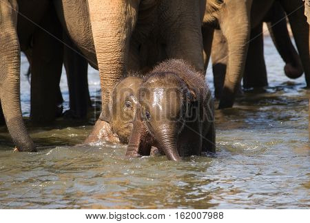 Baby elephant having fun in river bath