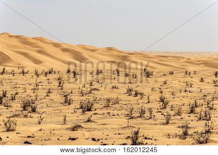 outdoor dry sand pattern dune in oman old biggest desert rub al khali