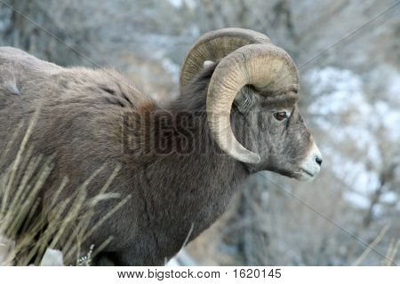 Yakut Mountains059S içinde kayalık dağ büyük boynuz