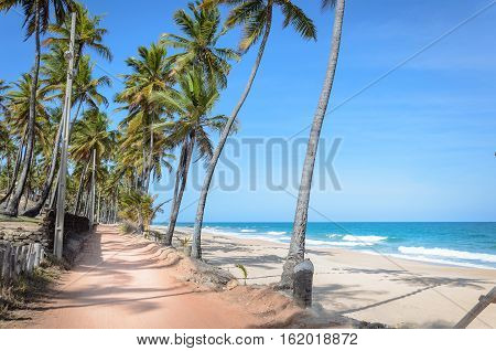 Sandy Road Surrounded By Coconut Trees Next To A Beautiful Beach With The Waves On A Beautiful Sunny