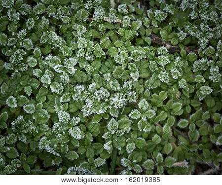Green Small Plants With Rime
