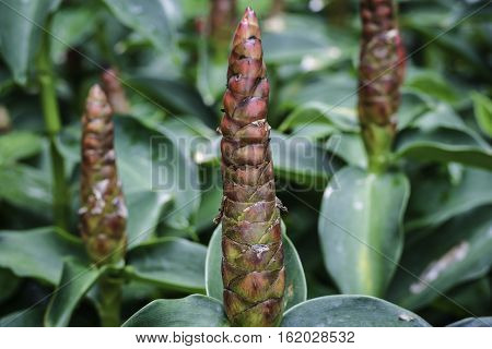 Indian Head Ginger flowersCostus Speciosus in the garden.