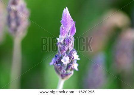Lavendel blomster