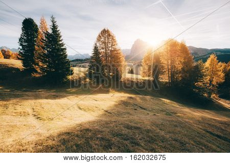 Lovely yellow larches in sunlight. Magical and gorgeous scene. Location place Dolomiti, Compaccio village, Seiser Alm or Alpe di Siusi, Province of Bolzano - South Tyrol, Italy, Europe. Beauty world.