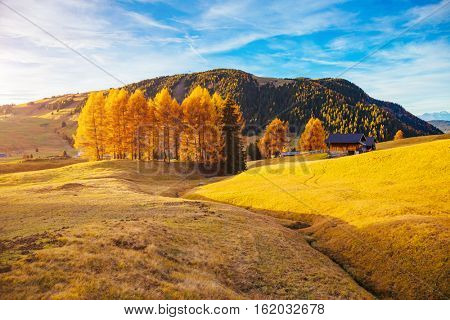 Lovely yellow larches in sunlight. Unusual and gorgeous scene. Location place Dolomiti, Compaccio village, Seiser Alm or Alpe di Siusi, Province of Bolzano - South Tyrol, Italy, Europe. Beauty world.