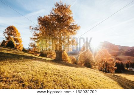 Lovely yellow larches in sunlight. Magical and gorgeous scene. Location place Dolomiti, Compaccio village, Seiser Alm or Alpe di Siusi, Province of Bolzano - South Tyrol, Italy, Europe. Beauty world.