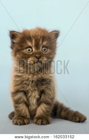 Potrait of cute Mainecoon kitten in studio