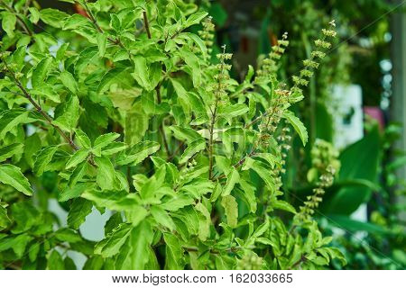 this image is about sweet basil , thailand