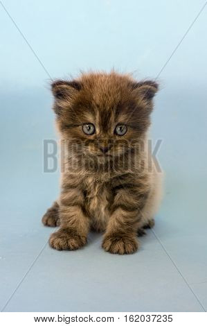 Potrait of cute Mainecoon kitten in studio