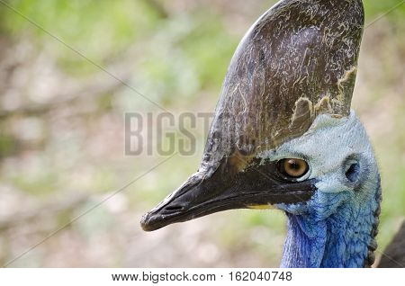 this is a close up of a cassowary