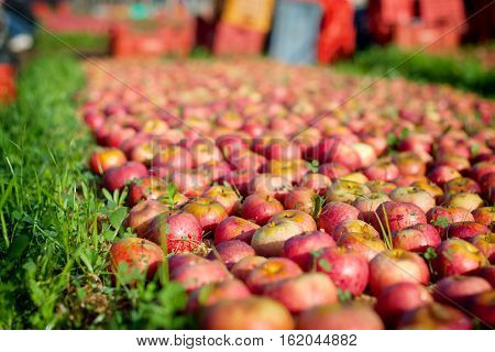 Italian Typical Apples