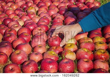 Worker picking italian apples from the ground