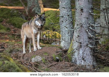 European wolf Europaeischer Wolf Canis lupus wolf CZECH REPUBLIC. European wolf in the wild in the forests of Sumava