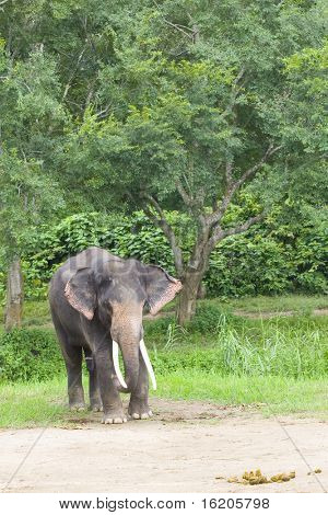 Elefant