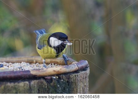 bird tit on tree background spring time