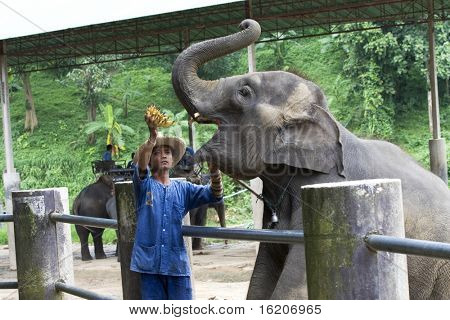 CHAING MAI, Thailandia - 29 luglio: Giovane elefante durante show per il turista nella scuola l'elefante Carava