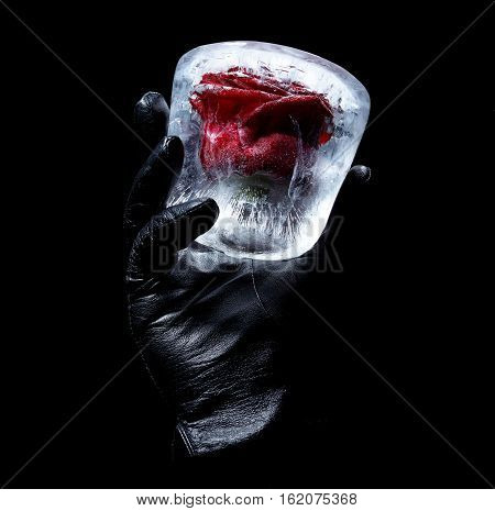 The hand in a leather glove hold red rose in ice cube