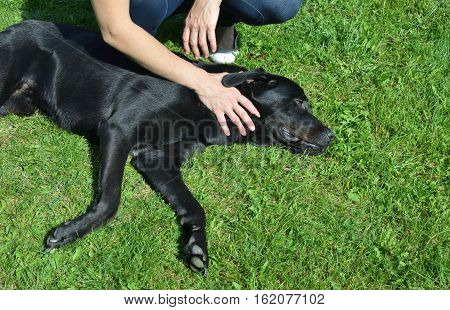 Adorable black dog lying on a green grass with woman's hand which cuddling his neck
