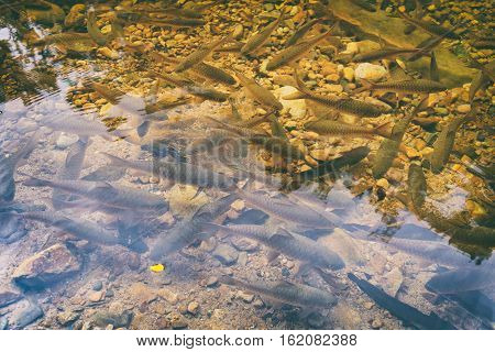 Shoal of tropical fishes near the water surface natural pond of Mu Koh Chang National Park, Chang island, Thailand. Path to the Khlong Phlu waterfall. Natural background. Soft Focus.