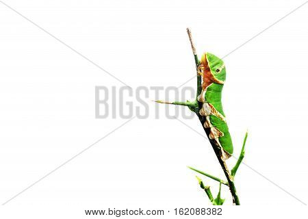Caterpillar on a green plant in the garden isolated on white background