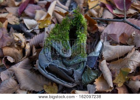 children's shoes covered with moss in the forest among the dry leaves
