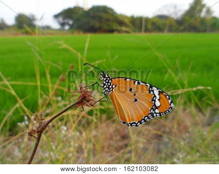 Plain Tiger Butterfly(Danaus chrysippus), Butterfly on the cosmos flower