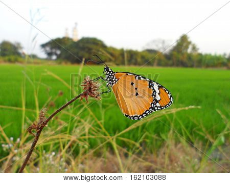 Plain Tiger Butterfly(Danaus chrysippus), Butterfly on the cosmos flower