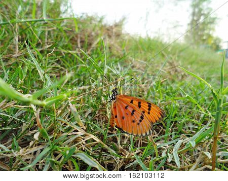 Plain Tiger Butterfly(Danaus chrysippus), Butterfly on the cosmos flower