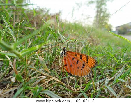 Plain Tiger Butterfly(Danaus chrysippus), Butterfly on the cosmos flower